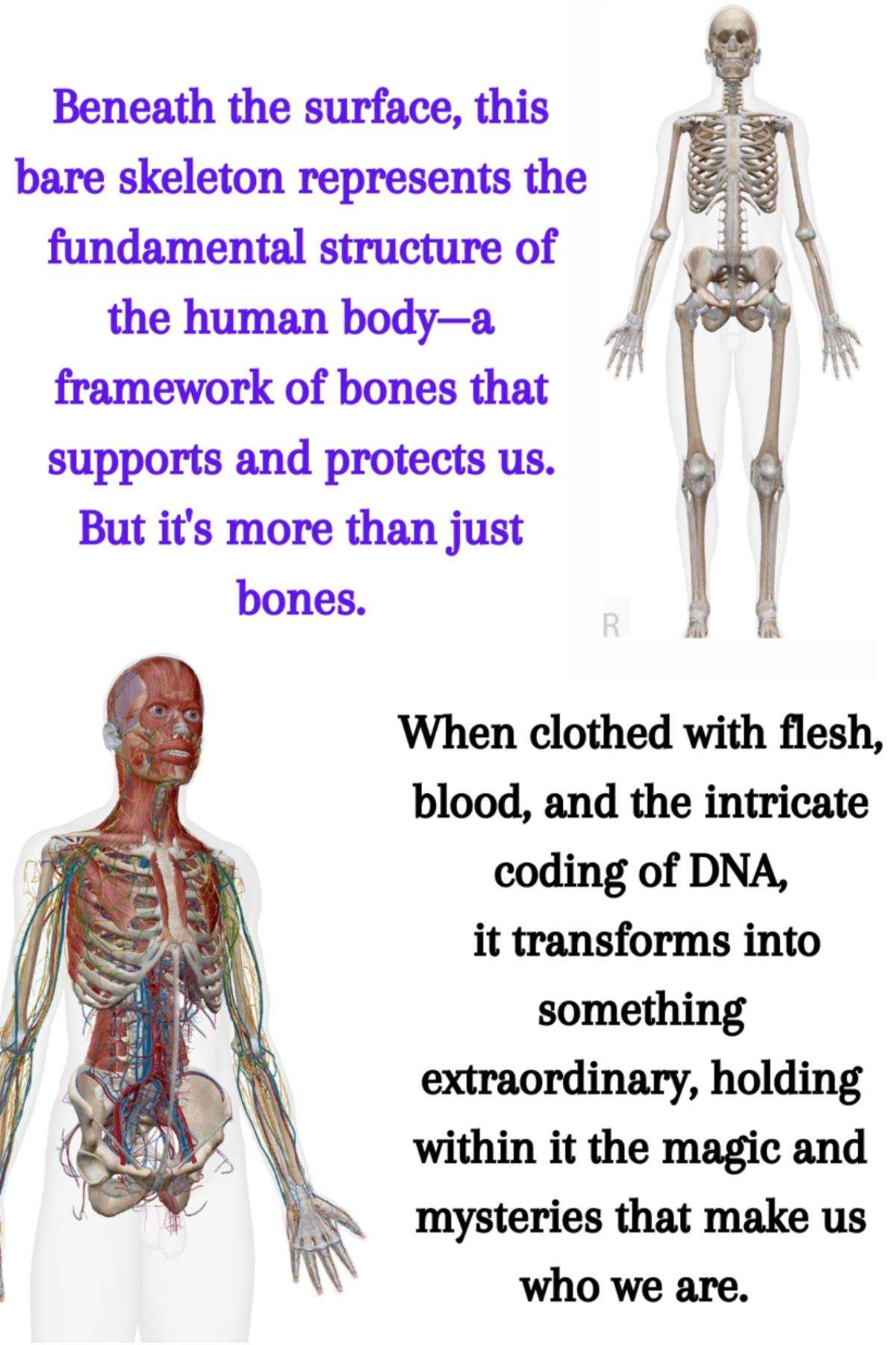 image of two skeletons showing the contrast of flesh and without flesh body showing the importance of ThetaHealing Intuitive Anatomy Seminar